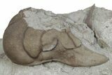 Bargain, Partial Lichid (Metopolichas) Trilobite - Russia #363156-2